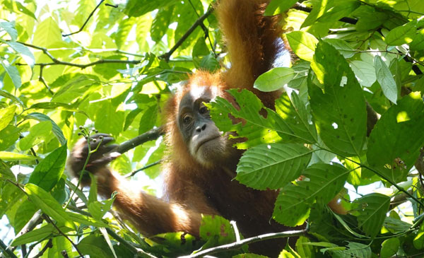 5-Days-Jungle-Trek