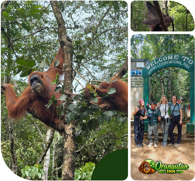 Orangutan-Inn-Profil